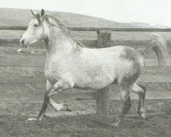 stallion Sur-Grande ox (Arabian purebred, 1956, from Sureyn ox)
