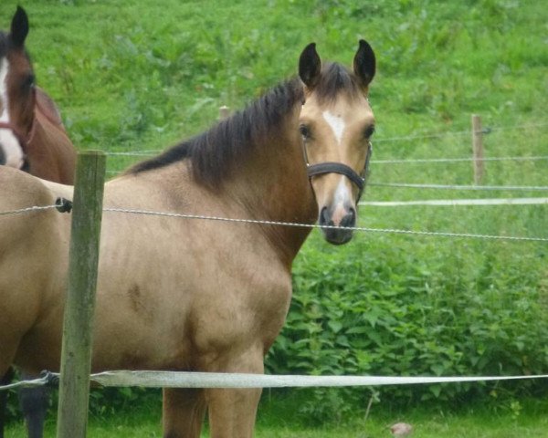 horse Qi S (Holsteiner, 2023, from Qaside Md)