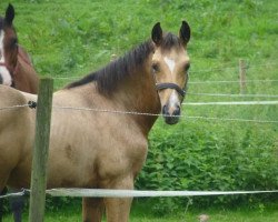 horse Qi S (Holsteiner, 2023, from Qaside Md)