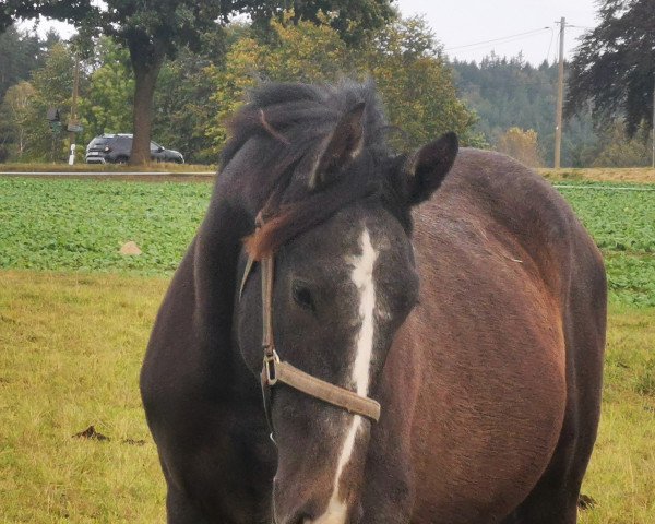 horse Hengst von Catch / Limoncello II (Holsteiner, 2022, from Catch)