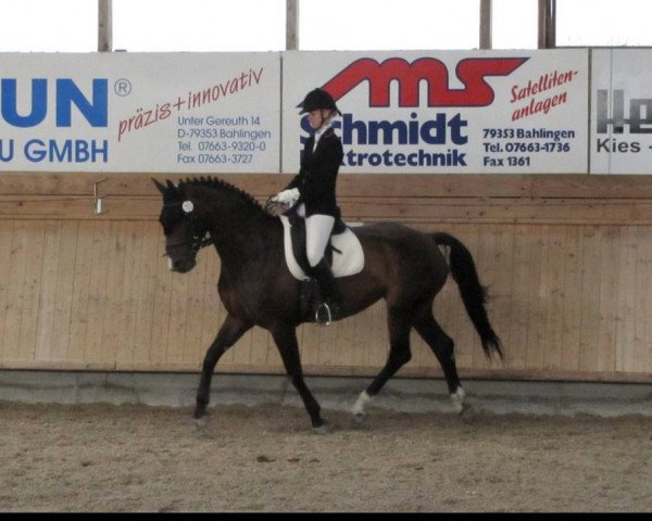 Dressurpferd Rubina - Z (Württemberger, 2002, von Rubin Star N)