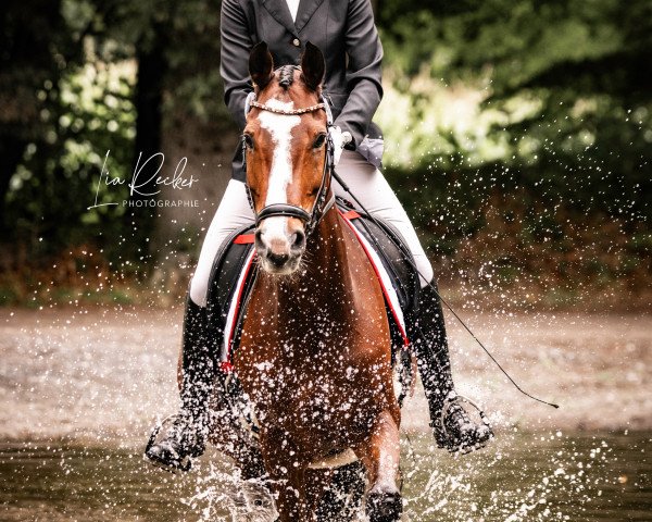 dressage horse Cavalino 19 (Westphalian, 2006, from Camirez L)