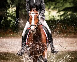 dressage horse Cavalino 19 (Westphalian, 2006, from Camirez L)