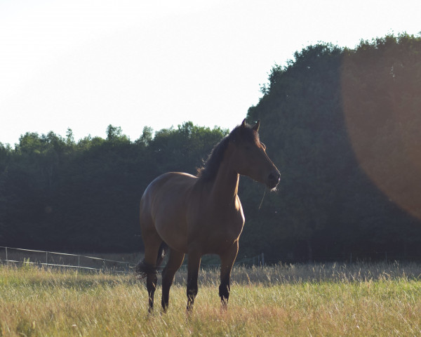 broodmare Casalla RUF (Holsteiner, 2015, from Casall Ask)