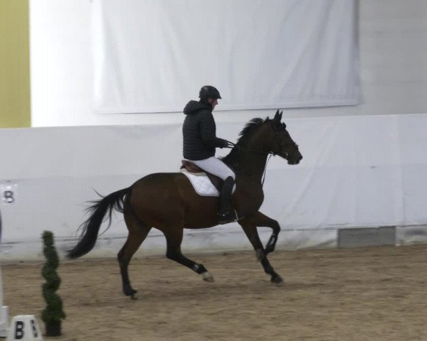 Reitturnier Stadl-Paura 2023
