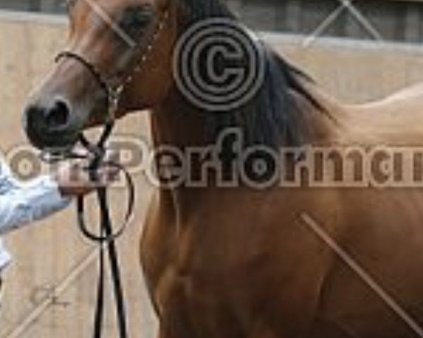 broodmare Sahiba von Osterbyholz ox (Arabian purebred,  , from Gazwan Al Nasser ox)