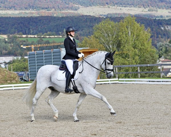 dressage horse Caramelo Rey (Pura Raza Espanola (PRE), 2009, from Favorito de Ymas) dressage horse Caramelo Rey (Pura Raza Espanola (PRE), 2009, from Favorito de Ymas)