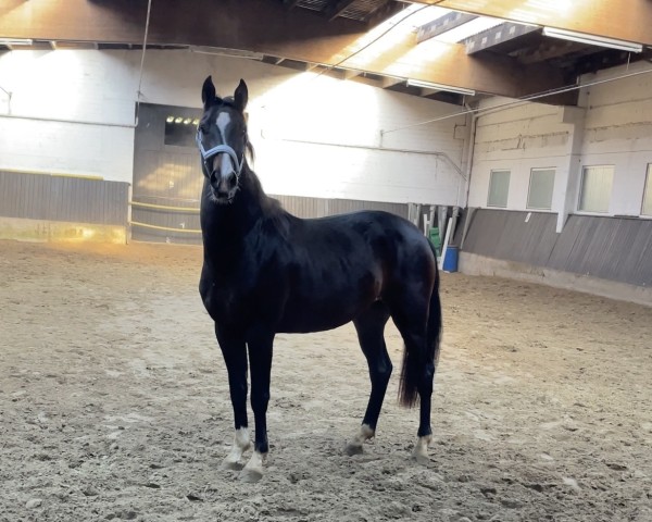 Pferd Remember Me (Westfale, 2020, von Rock Deluxe NRW)