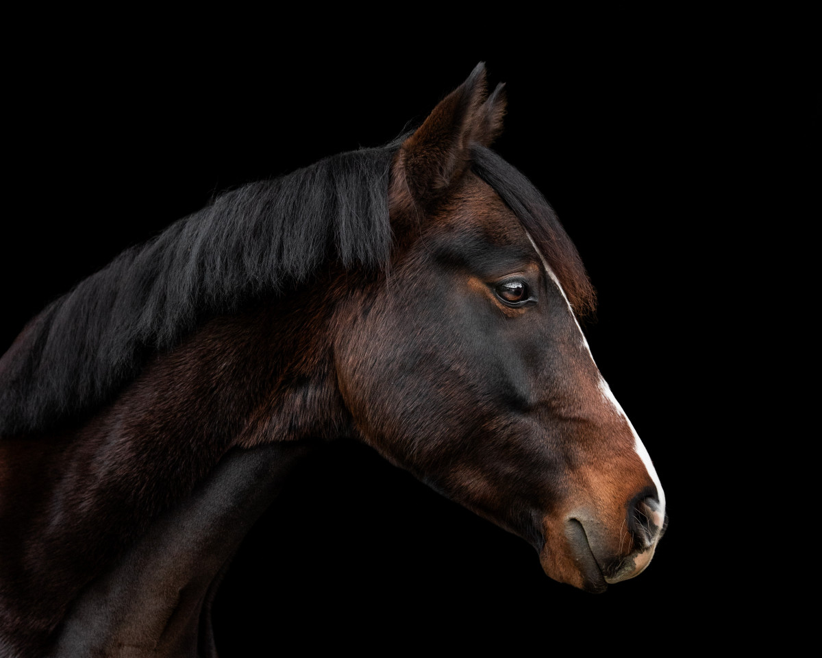 horse Diamond's Donnerwetter NF (German Riding Pony, 2018, from Diamond Touch NRW)