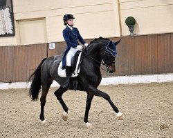 dressage horse Fiona 593 (Westphalian, 2013, from Fürstenball)