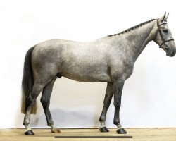 jumper Zironimo (Holsteiner, 2019, from Zirocco Blue)