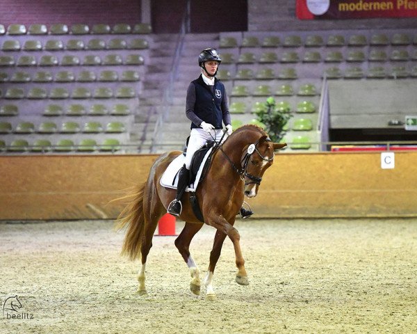 stallion VIVA Despi (Oldenburg, 2020, from Viva Gold OLD)