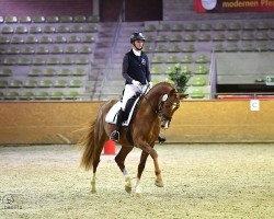 stallion VIVA Despi (Oldenburg, 2020, from Viva Gold OLD)