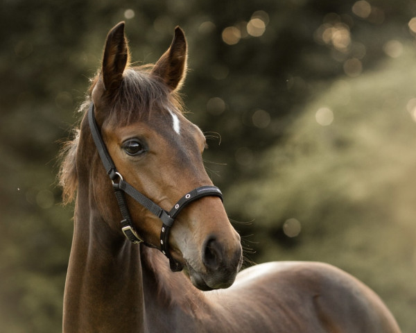 Pferd Fashion´s Rose C (Oldenburger, 2023, von Fashion In Black NRW)