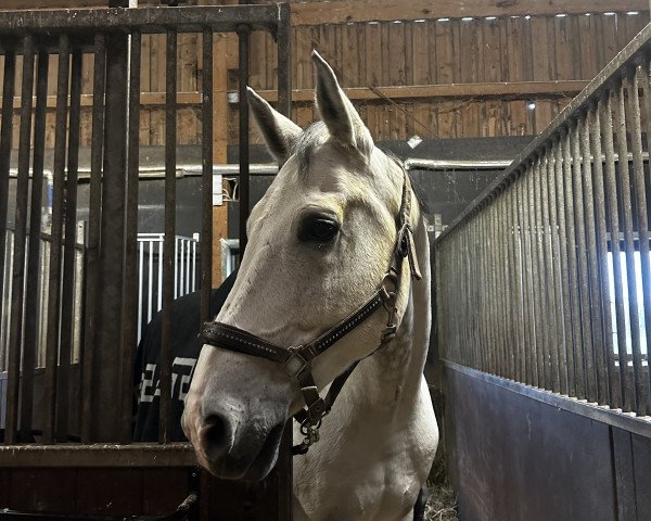 Springpferd Lucky Star-V (Belgisches Warmblut, 2011, von Diabeau)
