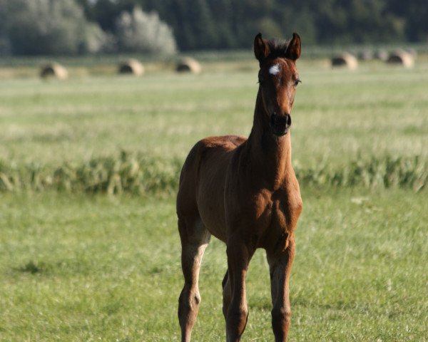 horse Jalique (Oldenburg, 2023, from Glock's Johnson Tn)