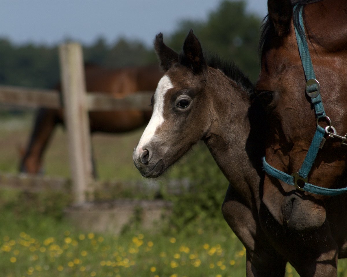 Pferd Fuchur (Hannoveraner, 2022, von For Treasure VDL)