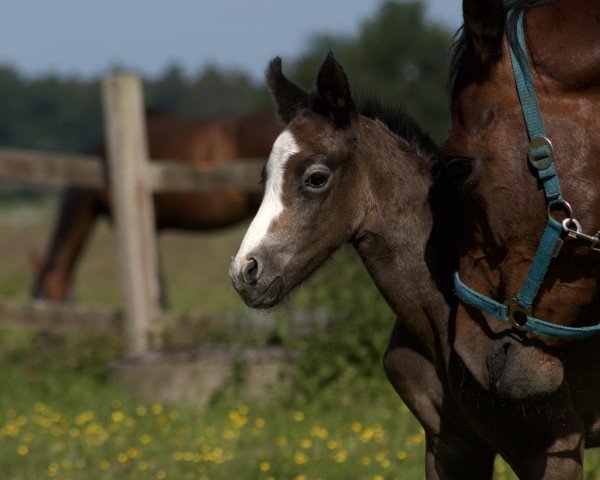 horse Fuchur (Hanoverian, 2022, from For Treasure VDL)