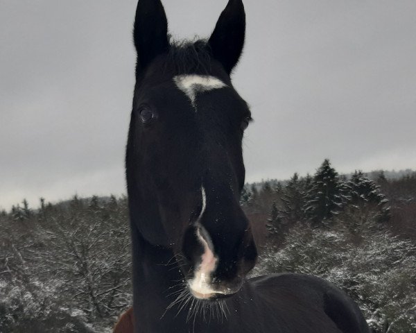 horse Bebsi (Trakehner, 2008, from Kostolany)
