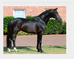 stallion Fürst Romancier (Oldenburg, 2004, from Fürst Heinrich)