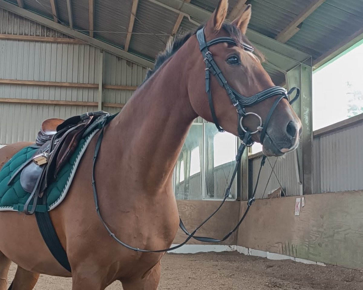 horse Steendieks Pennylotta (German Riding Pony, 2019, from FS Daddy Cool)