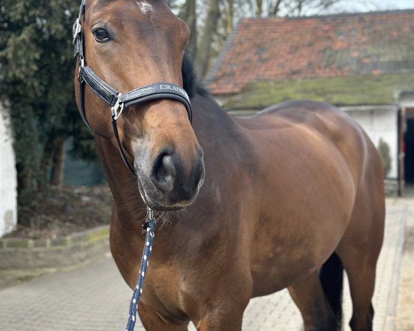 dressage horse Charmeur du Coeur 3 (Mecklenburg, 2018, from Carkoso)