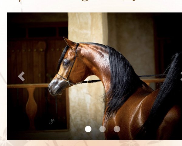 stallion Gazwan Al Nasser ox (Arabian purebred, 2007, from Gazal Al Shaqab ox) stallion Gazwan Al Nasser ox (Arabian purebred, 2007, from Gazal Al Shaqab ox)