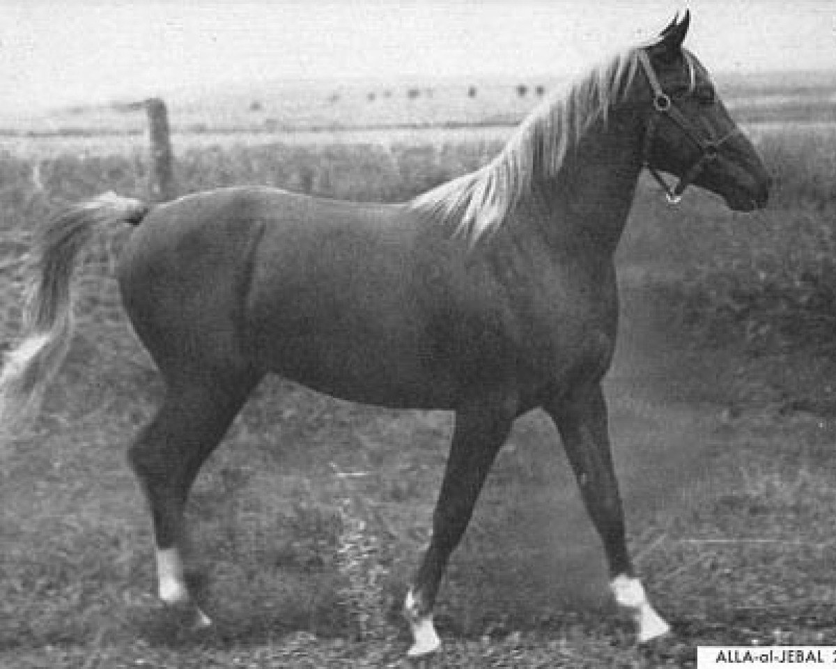 Pferd Alla-Al-Jebal ox (Vollblutaraber, 1942, von Alla Amarward ox)