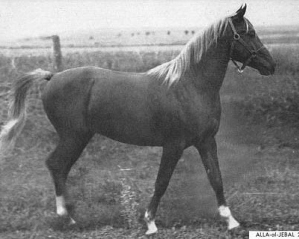 horse Alla-Al-Jebal ox (Arabian purebred, 1942, from Alla Amarward ox)