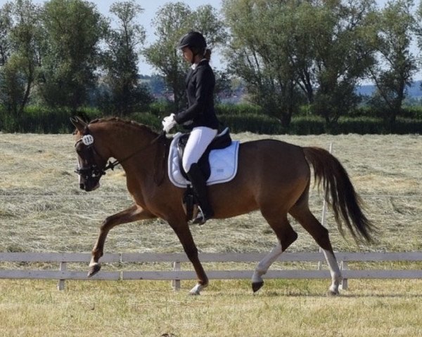 broodmare HJK My Love (German Riding Pony, 2018, from HJK Chevalier Rouge)