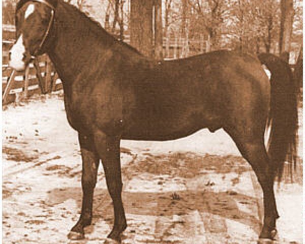 stallion Katar 1929 ox (Arabian purebred, 1929, from Gulastra ox)