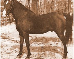 stallion Katar 1929 ox (Arabian purebred, 1929, from Gulastra ox)