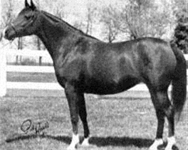 broodmare Bur-Lee ox (Arabian purebred, 1961, from Bu-Zahr ox)