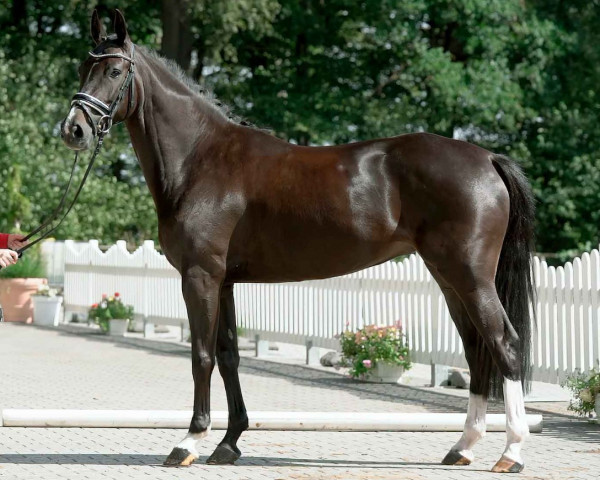 horse Comme Pleasure (Westphalian, 2016, from Comme il Faut)