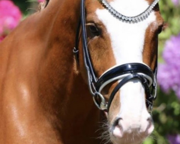 Dressurpferd Be My Dancer (Deutsches Reitpony, 2017, von The Braes My Mobility) Dressurpferd Be My Dancer (Deutsches Reitpony, 2017, von The Braes My Mobility)