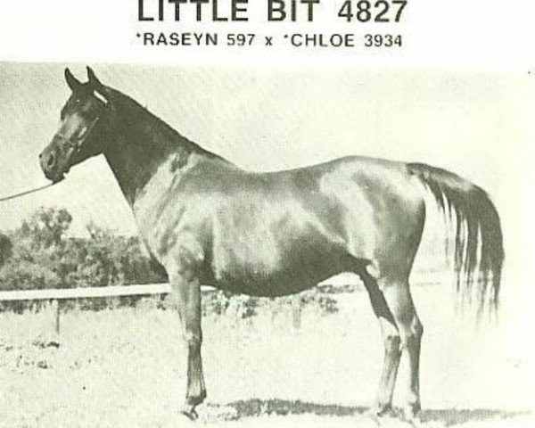 broodmare Little Bit ox (Arabian purebred, 1948, from Raseyn 1923 ox)