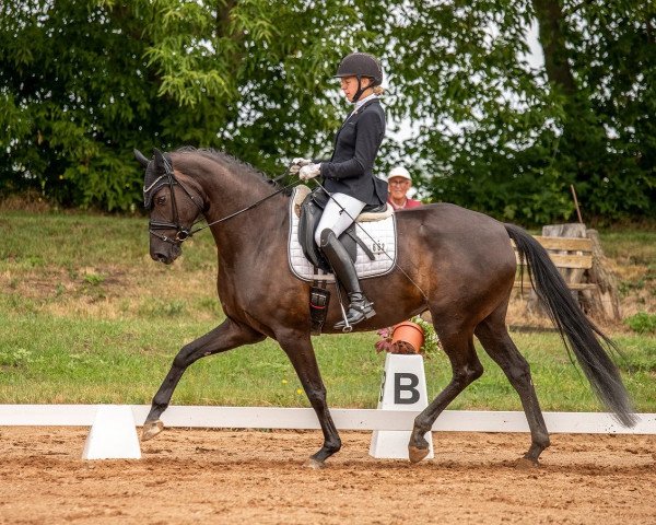broodmare Rochelle 56 (German Sport Horse, 2017, from Fürsten-Look)