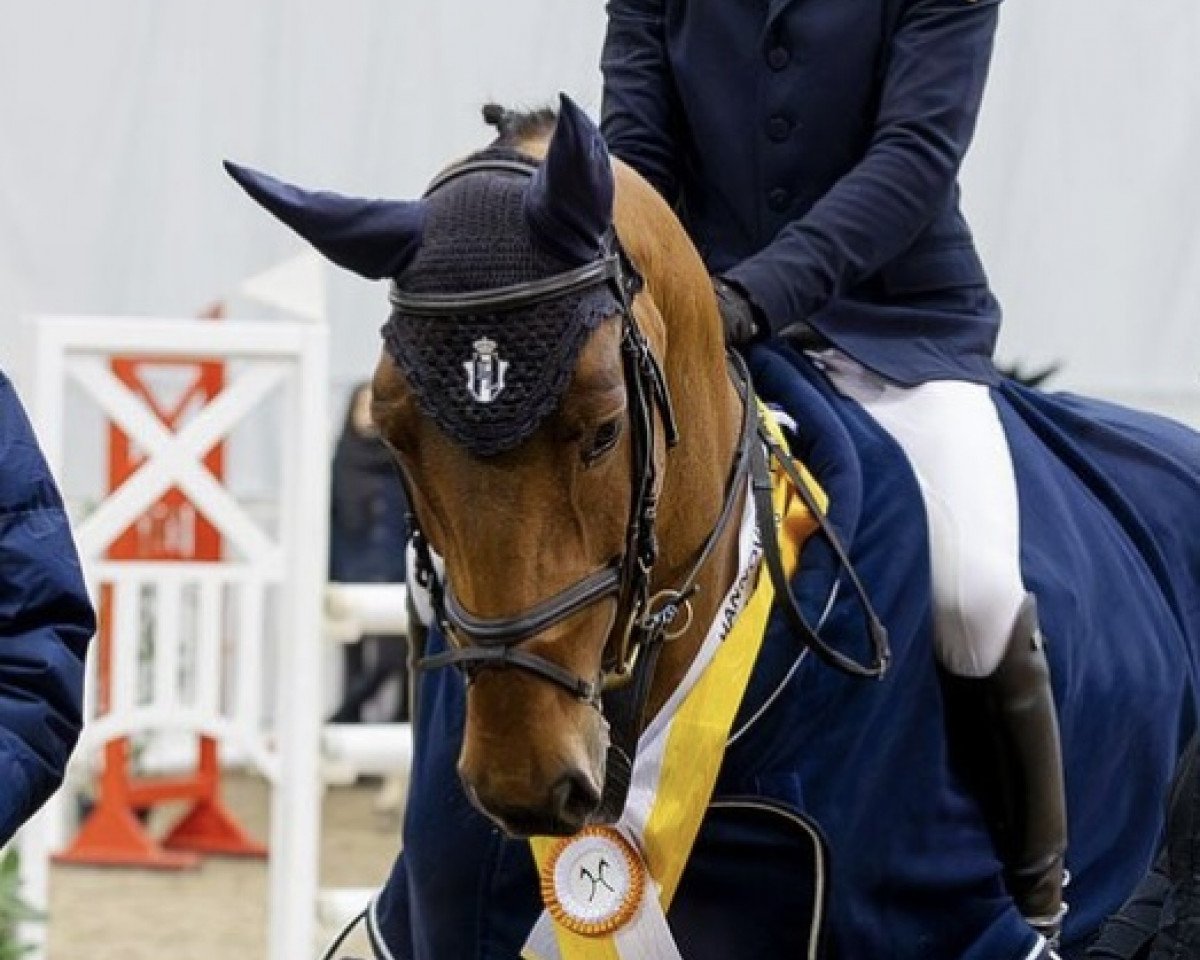 jumper Coreal (Hanoverian, 2019, from Chacfly PS)