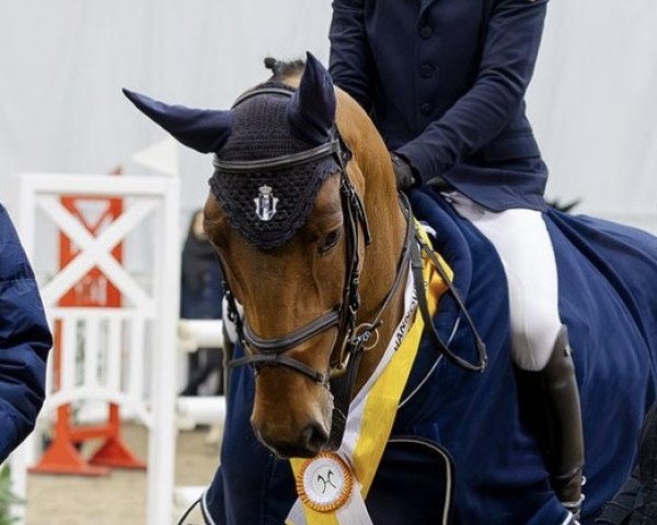 jumper Coreal (Hanoverian, 2019, from Chacfly PS)