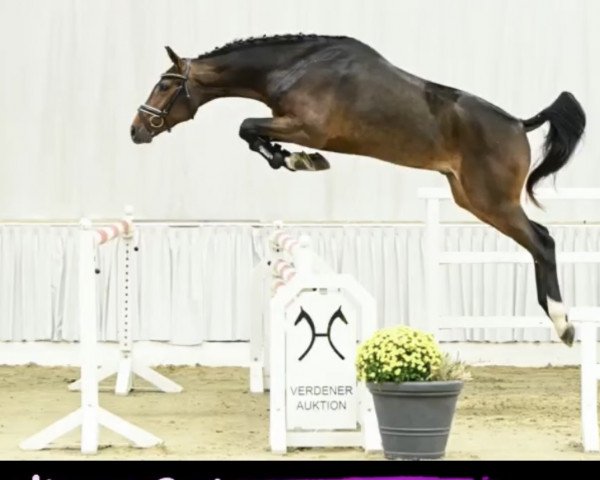 stallion Fils D‘amour (Hanoverian, 2020, from For Treasure VDL)