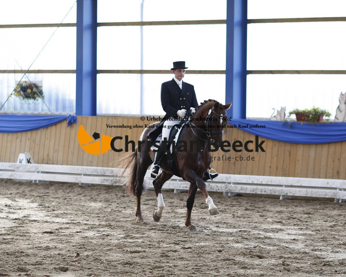 stallion Der Donnerhall (Oldenburg, 1994, from Donnerhall)