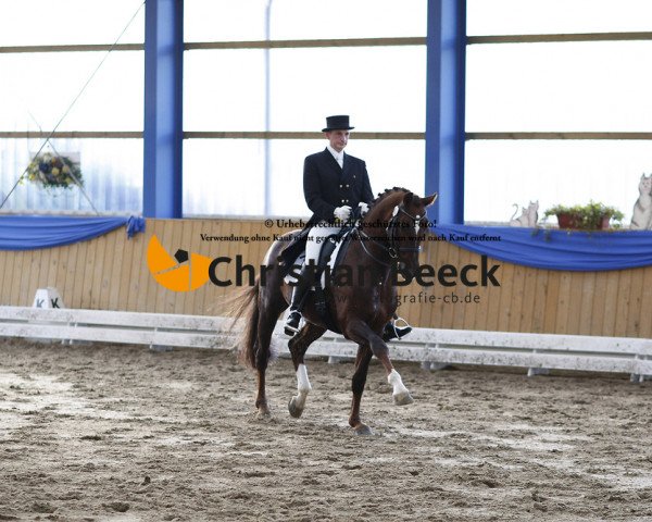 stallion Der Donnerhall (Oldenburg, 1994, from Donnerhall)