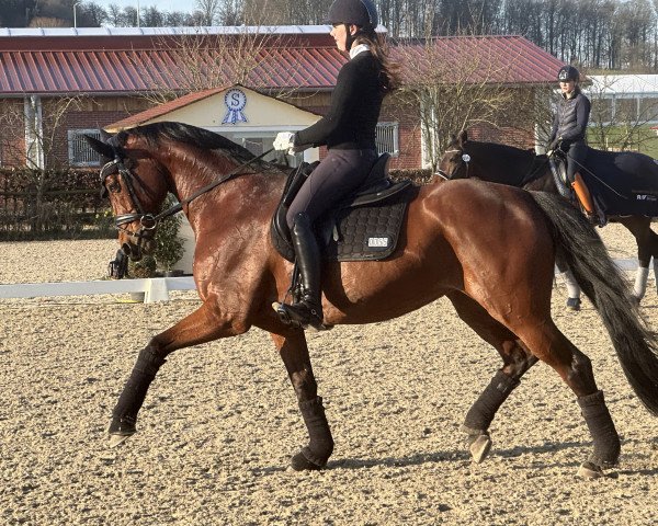 broodmare Loredana 31 (Rhinelander, 2012, from Lord Carnaby)