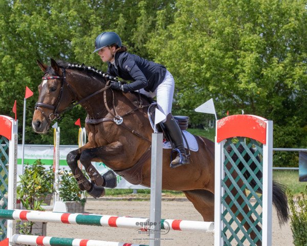jumper Zaubertänzerin (Trakehner, 2014, from Tambour)