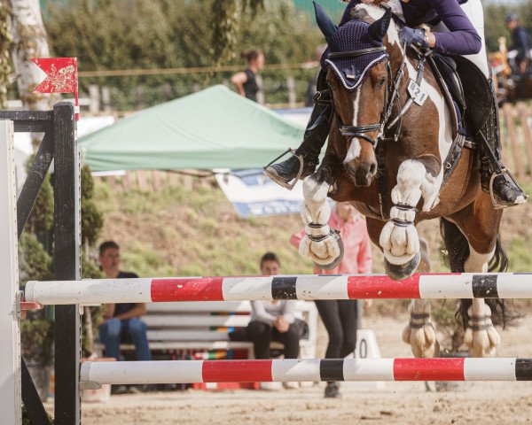 Springpferd Apachie Princess (Irish Sport Horse, 2012)