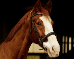 jumper Santa Cruz R (Hanoverian, 2012, from Stanley)