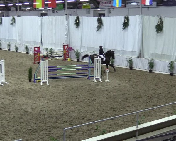 Reitturnier Verden 2023