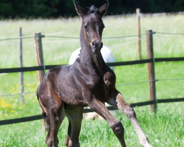 Pferd Billy (Österreichisches Warmblut, 2022, von DSP Best Secret)