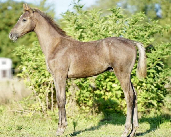 horse Hengst von Zuccero / Q-Verdi (Holsteiner, 2022, from Zuccero Hv)