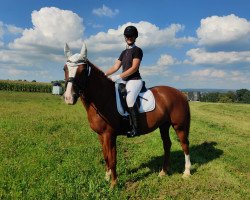 dressage horse Baleria 2 (Austrian Warmblood, 2017)
